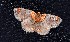  (Semaeopus sp. 19YB - YB-BCI188671)  @11 [ ] No Rights Reserved  Unspecified Unspecified