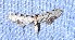  ( - YB-BCI189601)  @11 [ ] No Rights Reserved  Unspecified Unspecified