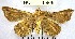  (Salia sp. 1YB - YB-BCI6966)  @11 [ ] No Rights Reserved  Unspecified Unspecified