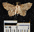  (uraBioLep01 BioLep183 - YB-BCI1511)  @13 [ ] No Rights Reserved  Unspecified Unspecified