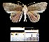  (Opisthoxia sp. 1YB - YB-BCI23638)  @14 [ ] No Rights Reserved  Unspecified Unspecified