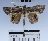 (Opisthoxia sp. 2YB - YB-BCI48558)  @13 [ ] No Rights Reserved  Unspecified Unspecified