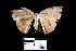  (Prochoerodes sp. 1YB - YB-BCI14105)  @11 [ ] No Rights Reserved  Unspecified Unspecified