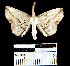  (Eusarca YB07Pn - YB-BCI17127)  @13 [ ] No Rights Reserved  Unspecified Unspecified