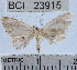  (SterrhinaeGEN sp. 3YB - YB-BCI23915)  @12 [ ] No Rights Reserved (2011) Unspecified Unspecified