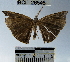  (Patalene sp. 4YB - YB-BCI26545)  @13 [ ] No Rights Reserved  Unspecified Unspecified