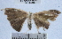  (Patalene sp. 5YB - YB-BCI40288)  @12 [ ] No Rights Reserved (2011) Unspecified Unspecified