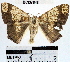  (Nematocampa completa - YB-BCI37848)  @13 [ ] No Rights Reserved  Unspecified Unspecified