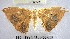  (Patalene sp. 8YB - YB-BCI66359)  @11 [ ] No Rights Reserved  Unspecified Unspecified
