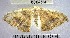  (Patalene sp. 10YB - YB-BCI67504)  @11 [ ] No Rights Reserved  Unspecified Unspecified