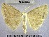  (Eusarca sp. 4YB - YB-BCI70443)  @11 [ ] No Rights Reserved  Unspecified Unspecified
