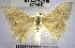  (Eusarca sp. 5YB - YB-BCI70393)  @11 [ ] No Rights Reserved  Unspecified Unspecified