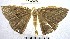  (Patalene sp. 11YB - YB-BCI76574)  @11 [ ] No Rights Reserved  Unspecified Unspecified