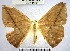 (Patalene sp. 12YB - YB-BCI144561)  @11 [ ] No Rights Reserved  Unspecified Unspecified