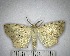  (Eusarca sp. 8YB - YB-BCI183034)  @11 [ ] No Rights Reserved  Unspecified Unspecified