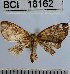  (Semaeopus sp. 22YB - YB-BCI18162)  @12 [ ] No Rights Reserved  Unspecified Unspecified