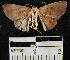 (SterrhinaeGEN - YB-BCI17979)  @12 [ ] No Rights Reserved  Unspecified Unspecified