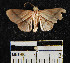  (Sterrhinae_genus sp. 1YB - YB-BCI16870)  @13 [ ] No Rights Reserved  Unspecified Unspecified