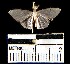  (Sterrhinae_genus sp. 4YB - YB-BCI16959)  @13 [ ] No Rights Reserved  Unspecified Unspecified