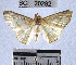  (Cryptochrostis flavala - YB-BCI20282)  @13 [ ] No Rights Reserved  Unspecified Unspecified