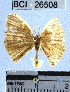  (Patalene sp. 6YB - YB-BCI26508)  @13 [ ] No Rights Reserved  Unspecified Unspecified