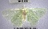  (Nemoria sp. 7YB - YB-BCI110091)  @11 [ ] No Rights Reserved  Unspecified Unspecified