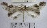  (Macrosoma helicornaria - YB-BCI177112)  @13 [ ] No Rights Reserved  Unspecified Unspecified