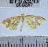  (Eois sp. 4YB - YB-BCI32317)  @12 [ ] No Rights Reserved (2011) Unspecified Unspecified