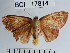  (Semaeopus sp. 2YB nr. fulvescens - YB-BCI17814)  @14 [ ] No Rights Reserved  Unspecified Unspecified