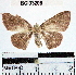  (Semaeopus sp. 21YB - YB-BCI33206)  @13 [ ] No Rights Reserved  Unspecified Unspecified