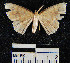  (Semaeopus Janzen08 - YB-BCI23561)  @12 [ ] No Rights Reserved  Unspecified Unspecified