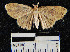  (Semaeopus sp. 6YB - YB-BCI7519)  @12 [ ] No Rights Reserved  Unspecified Unspecified
