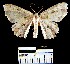  (Trygodes sp. 1YB - YB-BCI17939)  @14 [ ] No Rights Reserved  Unspecified Unspecified