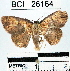  (Semaeopus sp. 7YB - YB-BCI26164)  @14 [ ] No Rights Reserved  Unspecified Unspecified