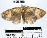  (Semaeopus sp. 8YB - YB-BCI37985)  @14 [ ] No Rights Reserved  Unspecified Unspecified