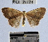  (Semaeopus sp. 13YB - YB-BCI21174)  @14 [ ] No Rights Reserved  Unspecified Unspecified