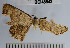  (Semaeopus sp. 14YB - YB-BCI45943)  @12 [ ] No Rights Reserved  Unspecified Unspecified
