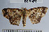  (Semaeopus sp. 17YB - YB-BCI51475)  @14 [ ] No Rights Reserved  Unspecified Unspecified