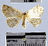  (Semaeopus sp. 20YB - YB-BCI46985)  @14 [ ] No Rights Reserved  Unspecified Unspecified