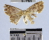  (Semaeopus sp. 23YB - YB-BCI47209)  @13 [ ] No Rights Reserved  Unspecified Unspecified