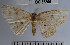  (Semaeopus Janzen265 - YB-BCI55305)  @12 [ ] No Rights Reserved  Unspecified Unspecified