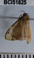  (Sterrhinae_genus sp. 5YB - YB-BCI51825)  @12 [ ] No Rights Reserved  Unspecified Unspecified