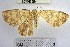  (Semaeopus sp. 24YB - YB-BCI107294)  @11 [ ] No Rights Reserved  Unspecified Unspecified