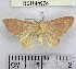  (Pleuroprucha sp. 3YB - YB-BCI144974)  @11 [ ] No Rights Reserved  Unspecified Unspecified