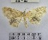  (Semaeopus sp. 27YB - YB-BCI171563)  @11 [ ] No Rights Reserved  Unspecified Unspecified