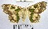  (Trygodes sp. 2YB - YB-BCI174253)  @11 [ ] No Rights Reserved  Unspecified Unspecified