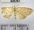  (Semaeopus sp. 29YB - YB-BCI67243)  @11 [ ] No Rights Reserved  Unspecified Unspecified