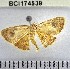  (Tricentra sp. 5YB - YB-BCI174539)  @11 [ ] No Rights Reserved  Unspecified Unspecified