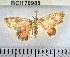 (Tricentra sp. 6YB - YB-BCI170985)  @11 [ ] No Rights Reserved  Unspecified Unspecified