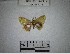  (Tricentra sp. 8YB - YB-BCI181038)  @11 [ ] No Rights Reserved  Unspecified Unspecified